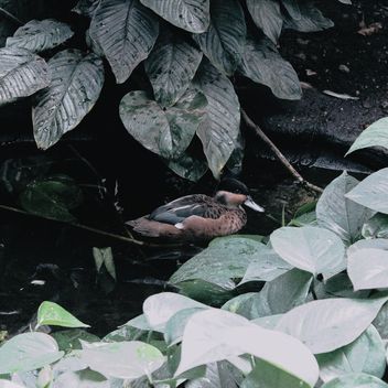 Duck in pool - Kostenloses image #184309